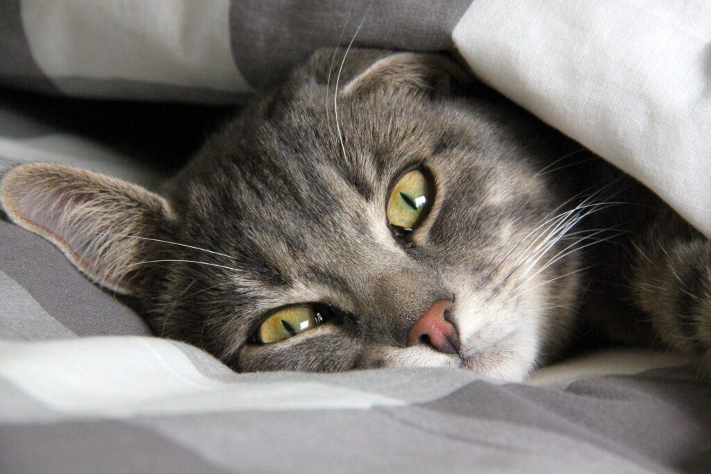 Αν δεν μπορείτε να ξυπνήσετε το πρωί, πάρτε γάτα (Video)