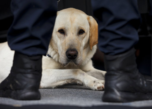 Αστυνομικός σκύλος «ξετρύπωσε» 1,5 κιλό ηρωίνης που ήταν κρυμμένη σε αυτοκίνητο