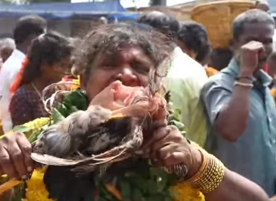 Ινδοί πιστοί σε παραλήρημα καταβροχθίζουν ζωντανά κοτόπουλα! (Video)
