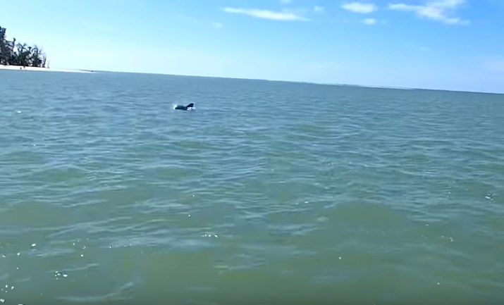Το υπέροχο τραγούδι των δελφινιών (Video)