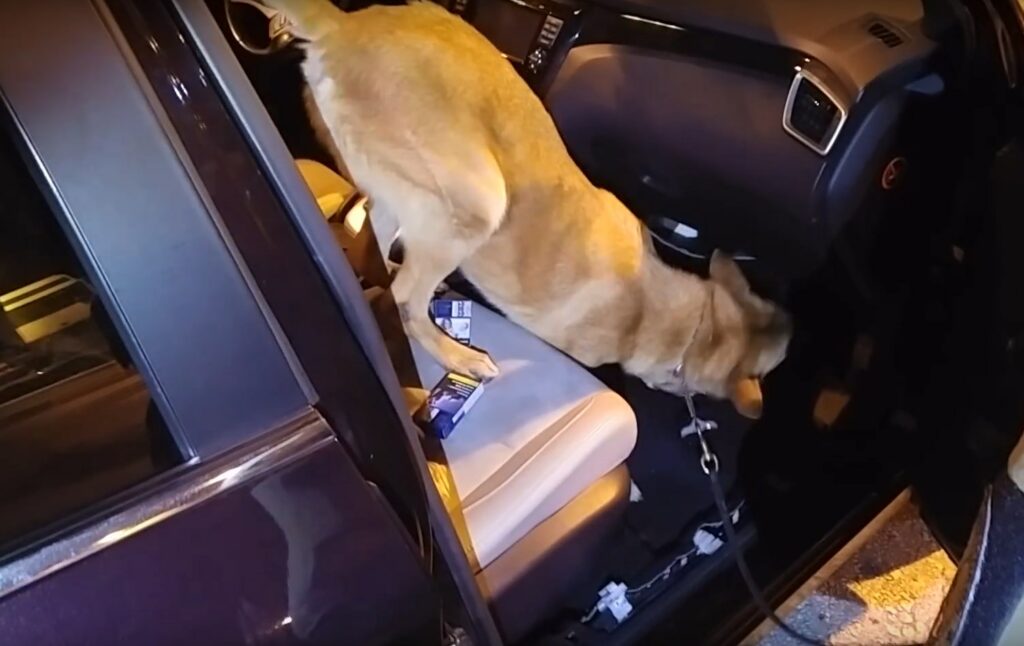 Δείτε το βίντεο από τη στιγμή που αστυνομικός σκύλος εντοπίζει 9,18 κιλά ηρωίνης (Video)
