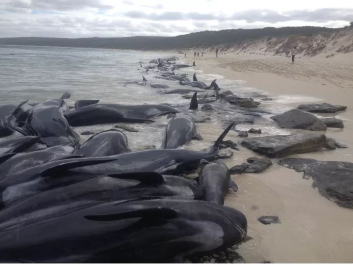 Παραλία της Αυστραλίας έγινε νεκροταφείο φαλαινών – Εγκλωβίστηκαν και πέθαναν τουλάχιστον 130 κήτη