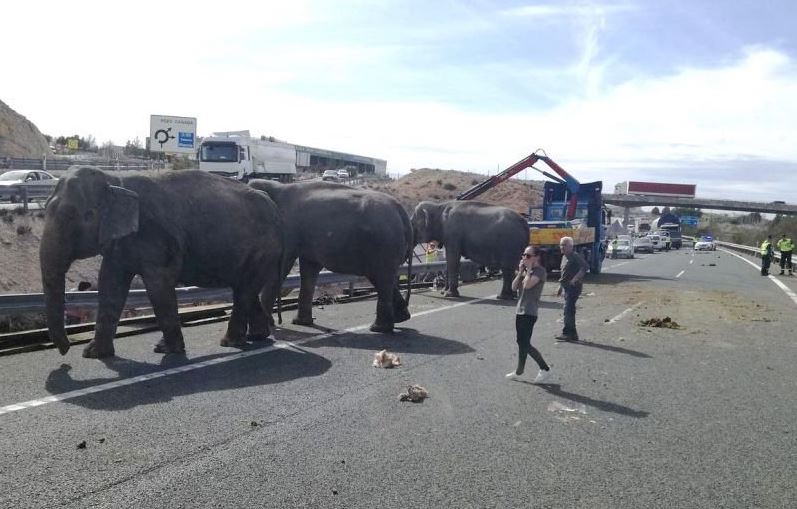 Ισπανία: Σφοδρό τροχαίο με ελέφαντες σε αυτοκινητόδρομο (Photos)