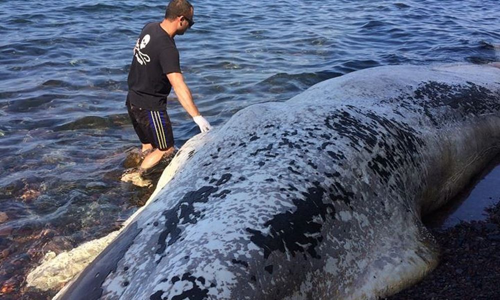 Σοκαριστικό: Το πλαστικό σκότωσε τη φάλαινα που ξεβράστηκε στη Σαντορίνη