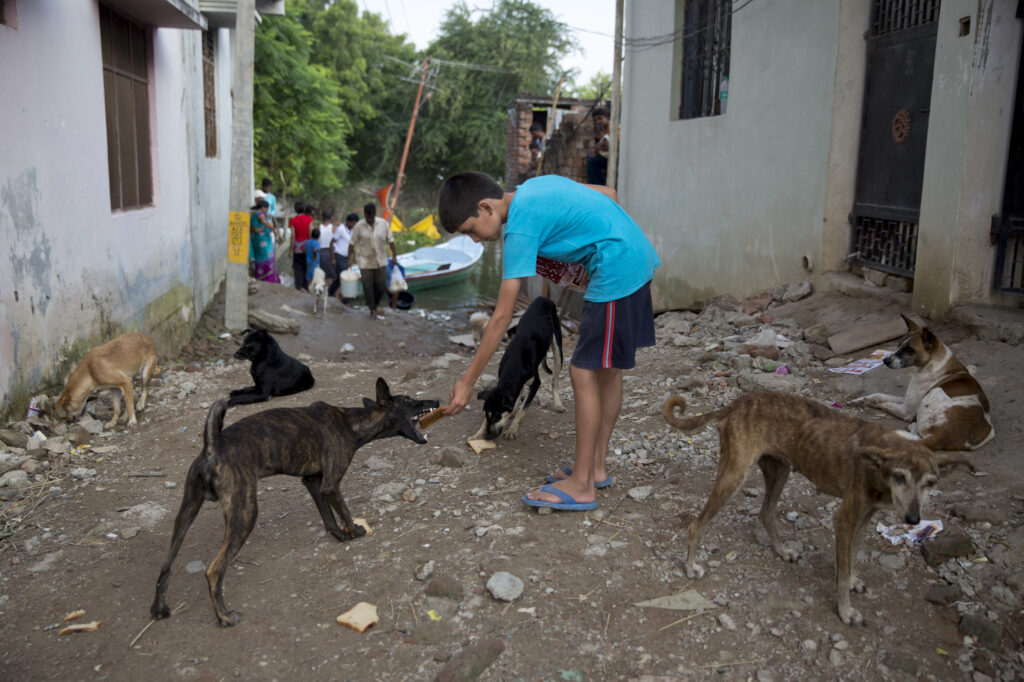 Ινδία: Χωρικοί σκότωσαν 13 σκυλιά για να εκδικηθούν για το θάνατο τριών παιδιών