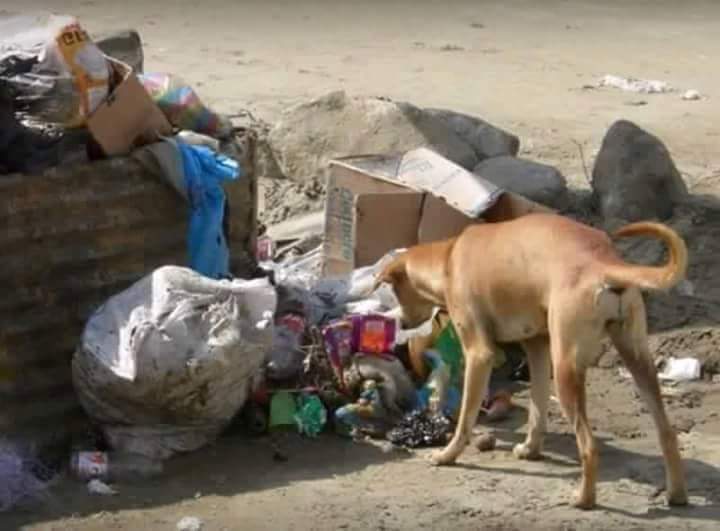 Αδέσποτο σκυλί βρήκε ζωντανό στα σκουπίδια νεογέννητο βρέφος και το έσωσε! (Photos)
