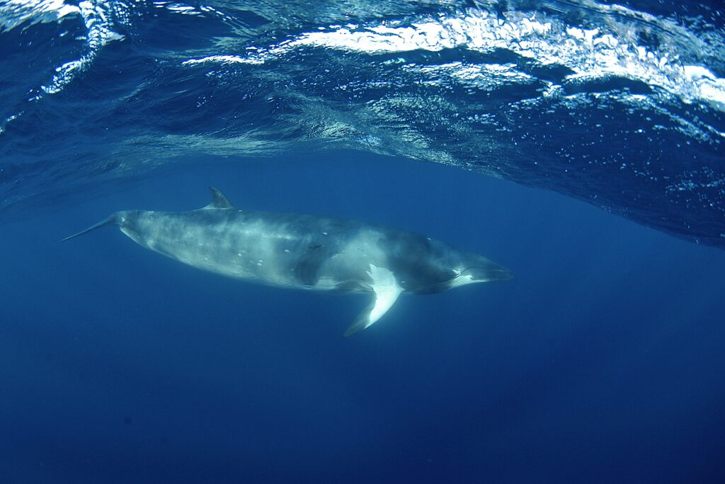 Σοκαριστικό: Ιάπωνες ψαράδες σκότωσαν 122 έγκυες φάλαινες (και όχι μόνον)!