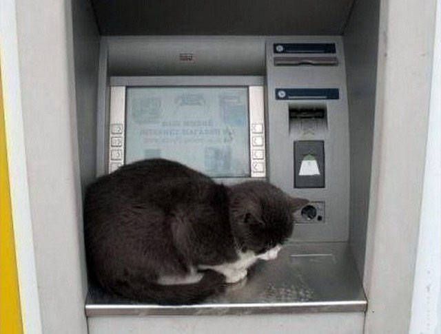 Γάτα νιαούριζε σπαρακτικά και αποδείχτηκε πως είχε εγκλωβιστεί σε… ΑΤΜ τράπεζας!