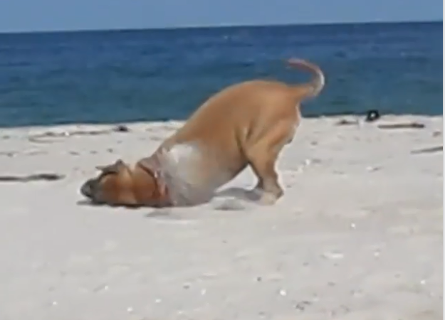 Η ευτυχία του να είσαι σκυλί στην παραλία (Video)