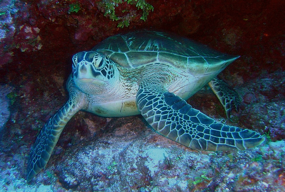 Νεκρή σπάνια πράσινη χελώνα – Το στομάχι της ήταν γεμάτο πλαστικό