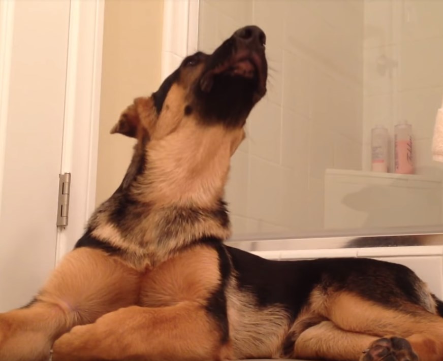 Ο δικός σας σκύλος τραγουδάει στο μπάνιο; (Video)