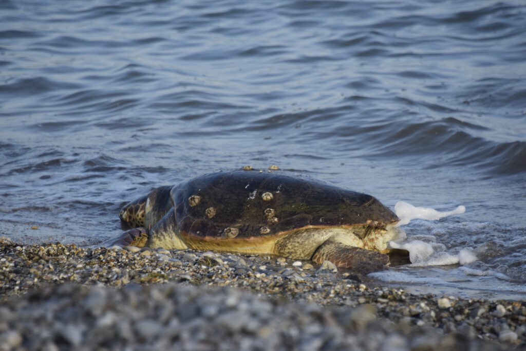 Μέτρα για την προστασία της caretta caretta ζητούν 53 βουλευτές του ΣΥΡΙΖΑ