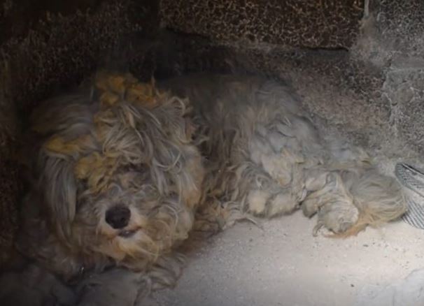 Συγκλονιστικό βίντεο: Σκυλάκι κρύφτηκε σε φούρνο για να γλιτώσει από την μανία της φωτιάς (Video)