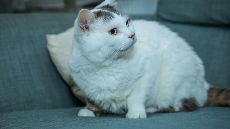 O «Βρετανός Γάτος της Χρονιάς» που έσωσε από θάνατο την ιδιοκτήτριά του