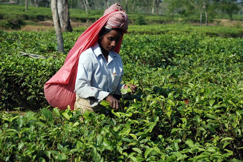 Ινδία: Χιλιάδες εργάτες στις φυτείες τσαγιού απεργούν για να κερδίζουν 40 σεντς περισσότερα την ημέρα