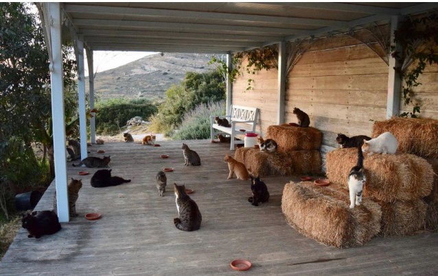 Χιλιάδες οι ενδιαφερόμενοι για τη δουλειά με γάτες στη Σύρο – «Γονάτισε» το mail του καταφυγίου