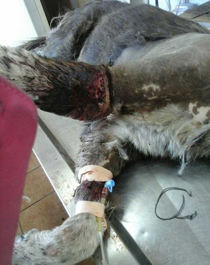 Λαμία: Βασάνισαν αδέσποτο σκυλάκι  (Photo)