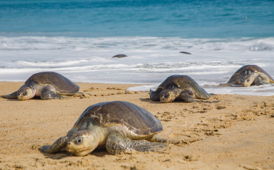 Νεκρές βρέθηκαν 122 θαλάσσιες χελώνες στο Μεξικό
