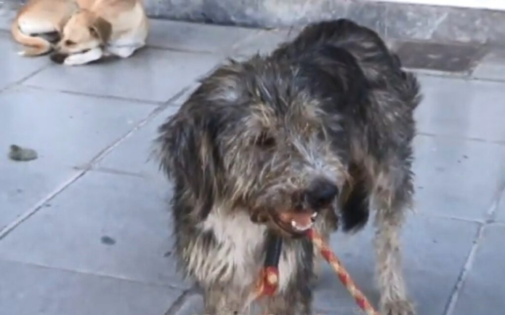 Χτύπησε και τραυμάτισε σκύλο στο κέντρο της Κορίνθου (Video)