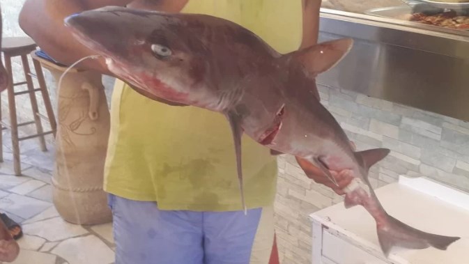 Mικρό αλλά σπάνιο καρχαρία έπιασε ψαράς στη Γαύδο (Photos)