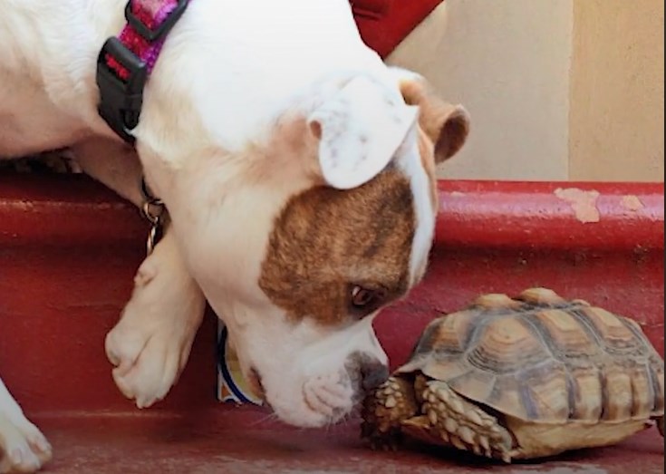 Η απίθανη φιλία ενός σκύλου και μιας (μεγάααλης) χελώνας (Video)
