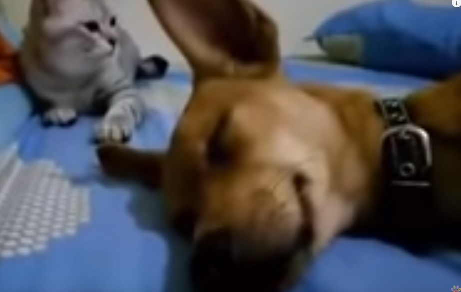 Απίθανο βίντεο: Αξιαγάπητος σκύλος… «αερίζεται» και συγχύζει… μη μου άπτου γάτα (Video)
