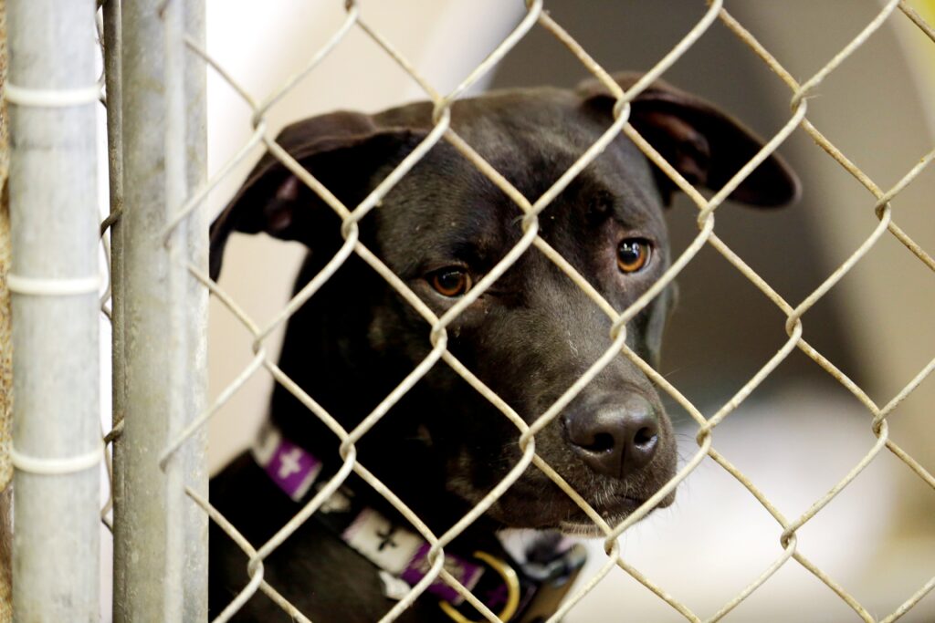 Χανιά: Νέο περιστατικό κακοποίησης ζώου – Είχαν το σκυλί δεμένο σε βαρέλι