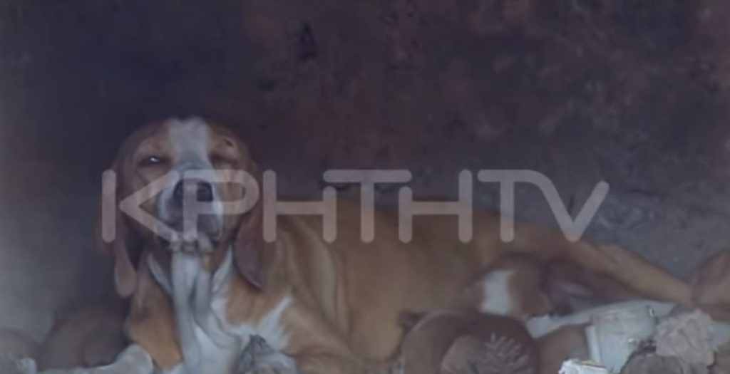 Ασύλληπτη κτηνωδία στη Κρήτη: Έκλεισαν σκυλίτσα μαζί με τα κουτάβια της σε φούρνο και έβαλαν φωτιά