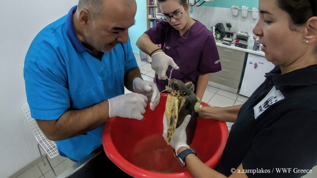 Πρώτες βοήθειες σε νεαρή χελώνα που είχε τραυματιστεί από αγκίστρι (Photos + Video)