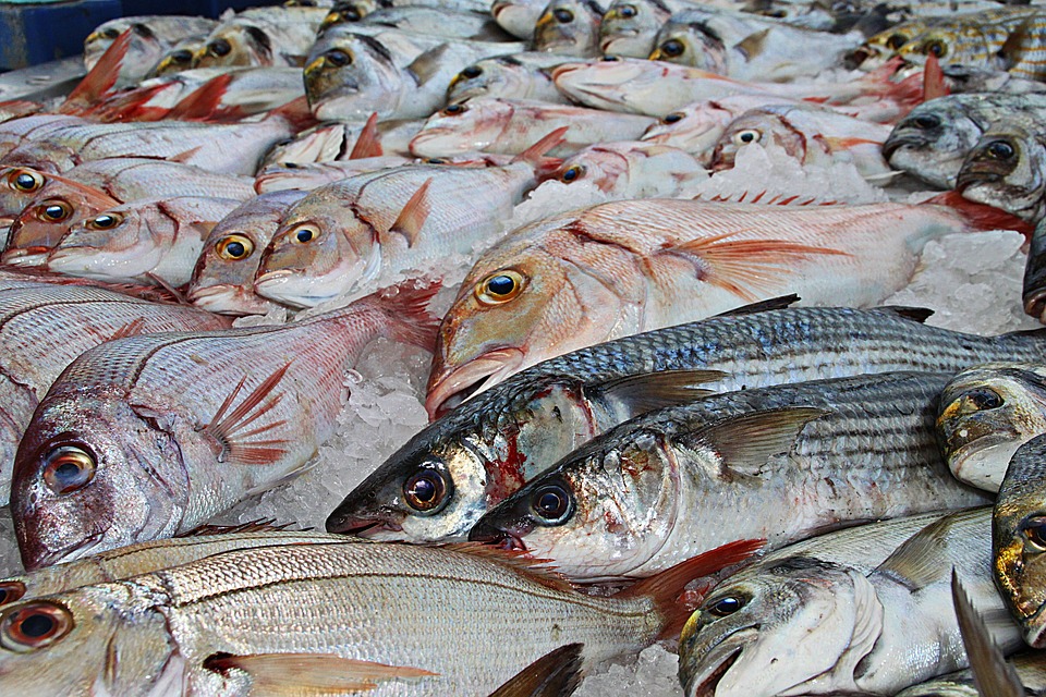 Στο «σφυρί» βγαίνουν 5 τόνοι κατασχεμένων αλιευμάτων