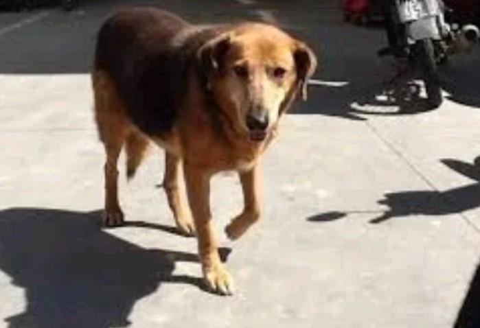 Κρήτη: Πέθανε ο σκύλος που παρέμενε 8 χρόνια έξω από το κατάστημα που πέθανε το αφεντικό του (Video)