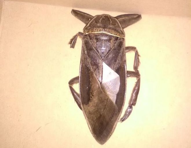 Λαμία: Βρήκαν τεράστιο σαρκοφάγο έντομο στο Δημαρχείο (Photo)