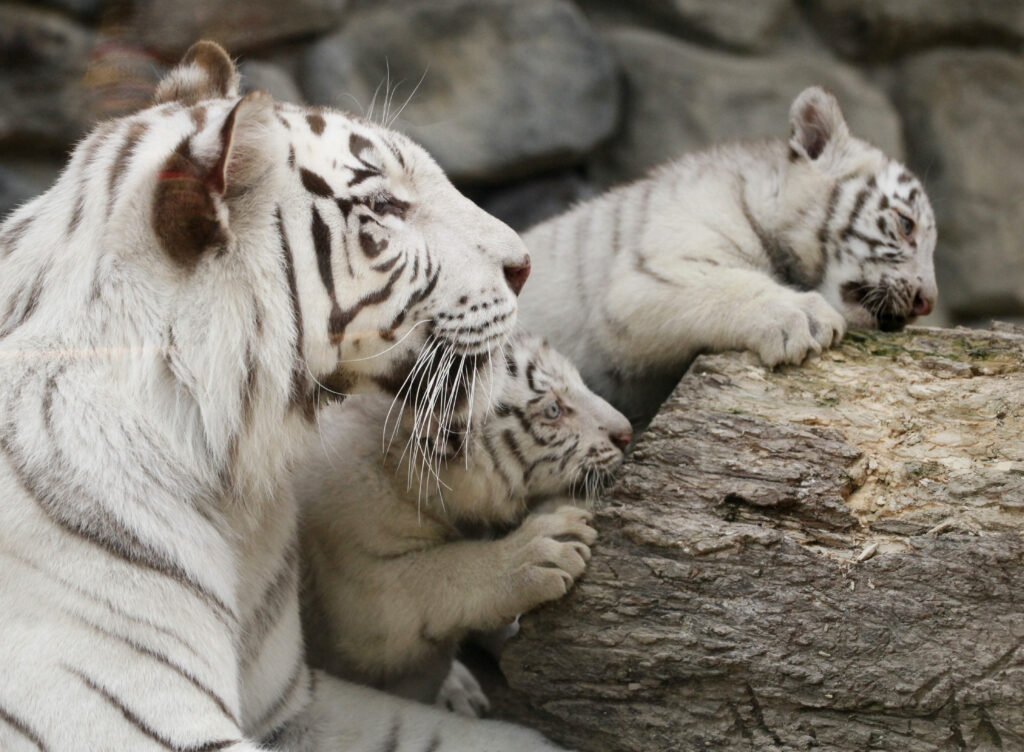 Ιαπωνία: Φύλακας ζωολογικού κήπου σκοτώθηκε από λευκό τίγρη