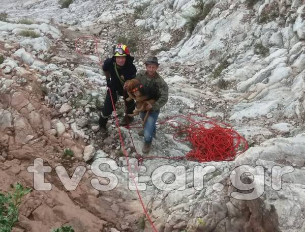 Καρπενήσι: Επιχείρηση διάσωσης σκύλων από χαράδρα (Photos)