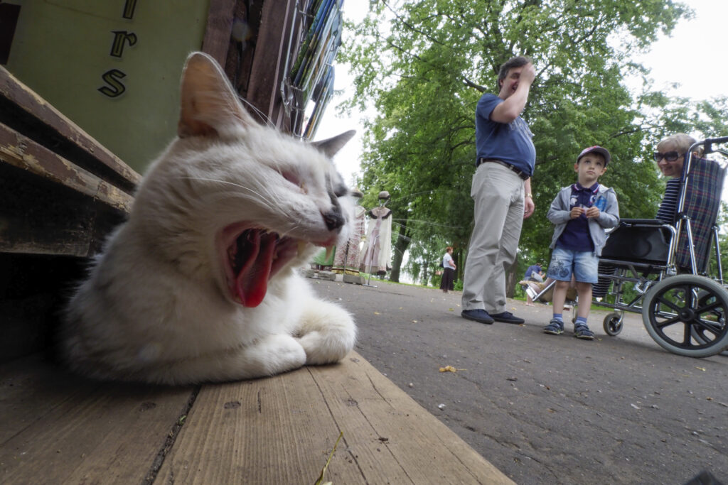 Ρωσική πόλη προσέλαβε υπεύθυνο φροντίδας για γάτες!