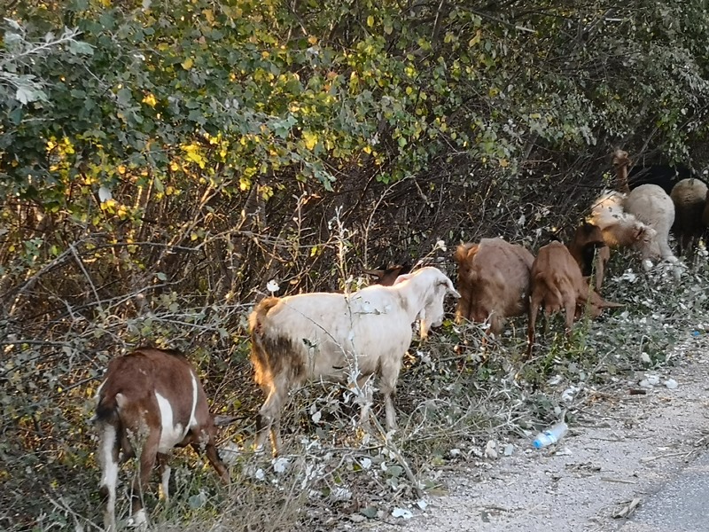 Στην Ελλάδα οι μισές κατσίκες της Ευρώπης