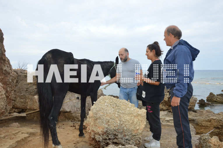 Χάιδω: Η συγκινητική επιχείρηση διάσωσης της φοράδας που κολυμπούσε για 15 ώρες (Video & Photos)