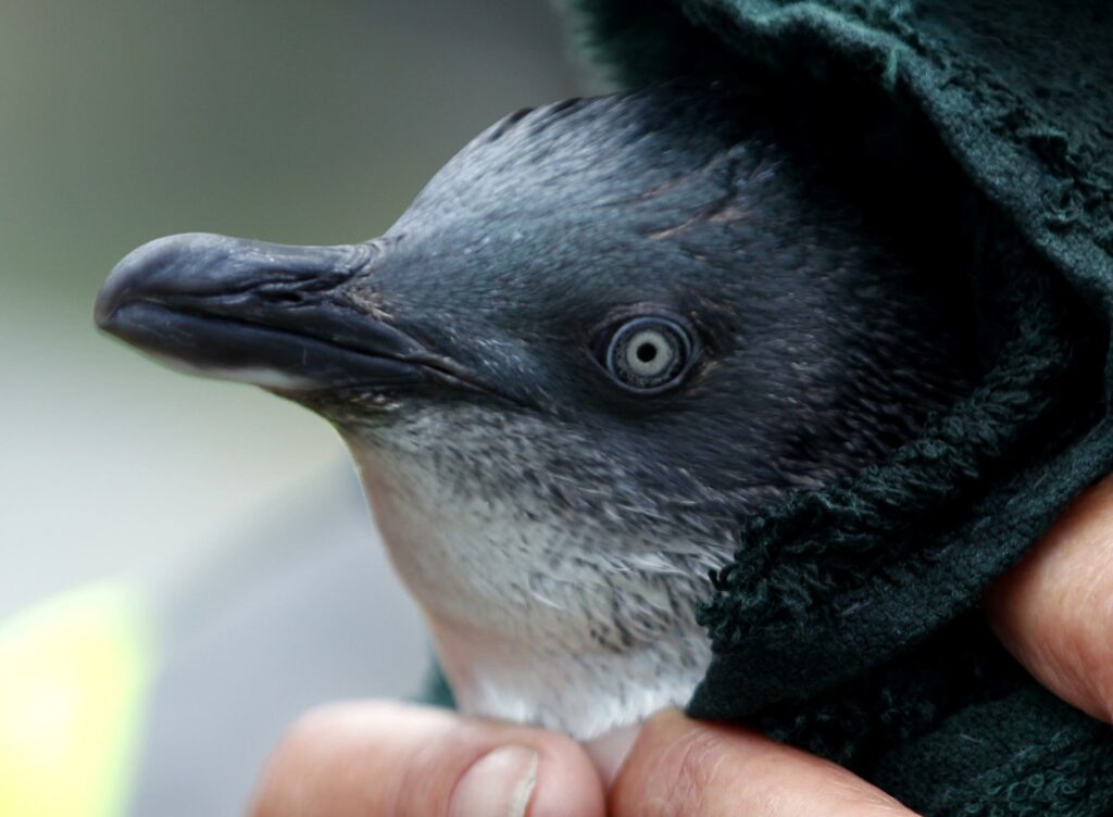 Εξήντα μικροί μπλε πιγκουίνοι βρέθηκαν νεκροί στην Τασμανία (Video)