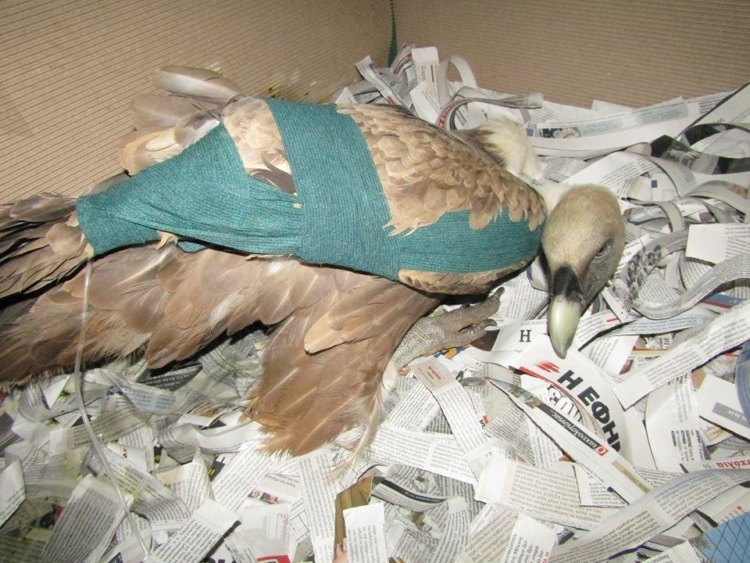 Μαζική δηλητηρίαση άγριων πτηνών – Ανησυχία για φονικό δόλωμα με εμποτισμένο πτώμα (Photos+Video)