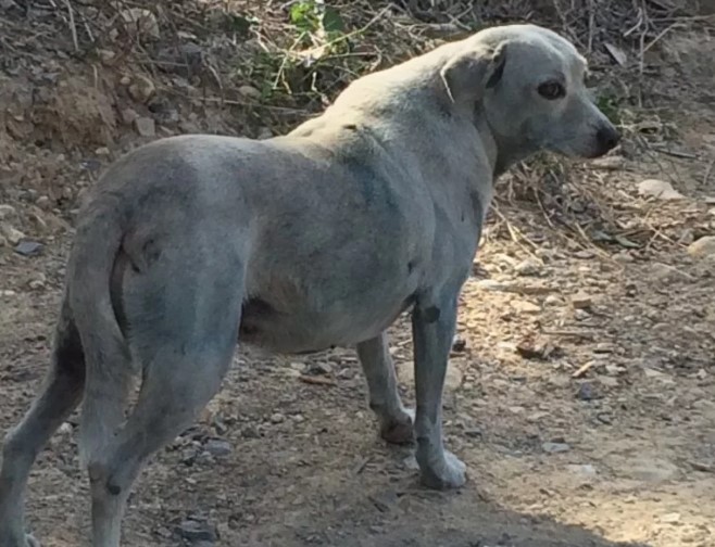 Ηράκλειο: Άγνωστοι κακοποίησαν σκυλίτσα – Την έβαψαν μπλε (Photos)