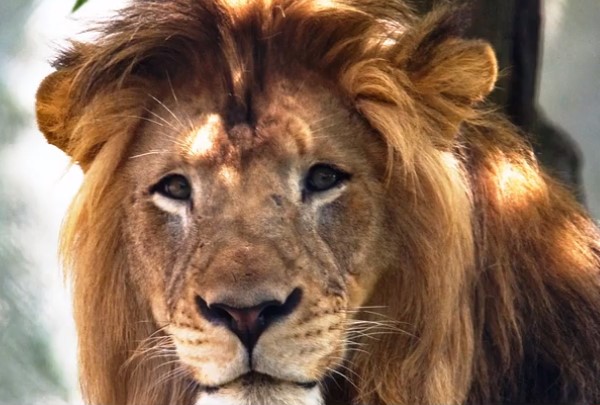 ΗΠΑ: Λιονταρίνα σκότωσε τον σύντροφό της σε ζωολογικό κήπο – Είχαν τρία λιονταράκια (Video)