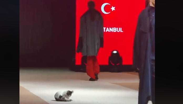 Όταν είσαι μοντέλο αλλά η γάτα σου κλέβει την παράσταση (Video)