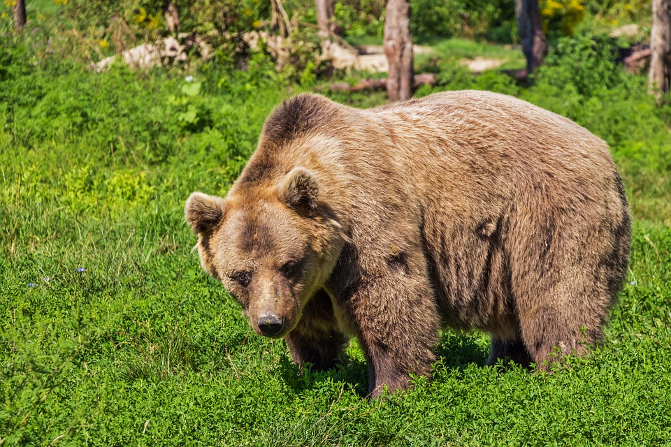 Νεκρή αρκούδα μετά από τροχαίο κοντά στην Καστοριά (Photo)