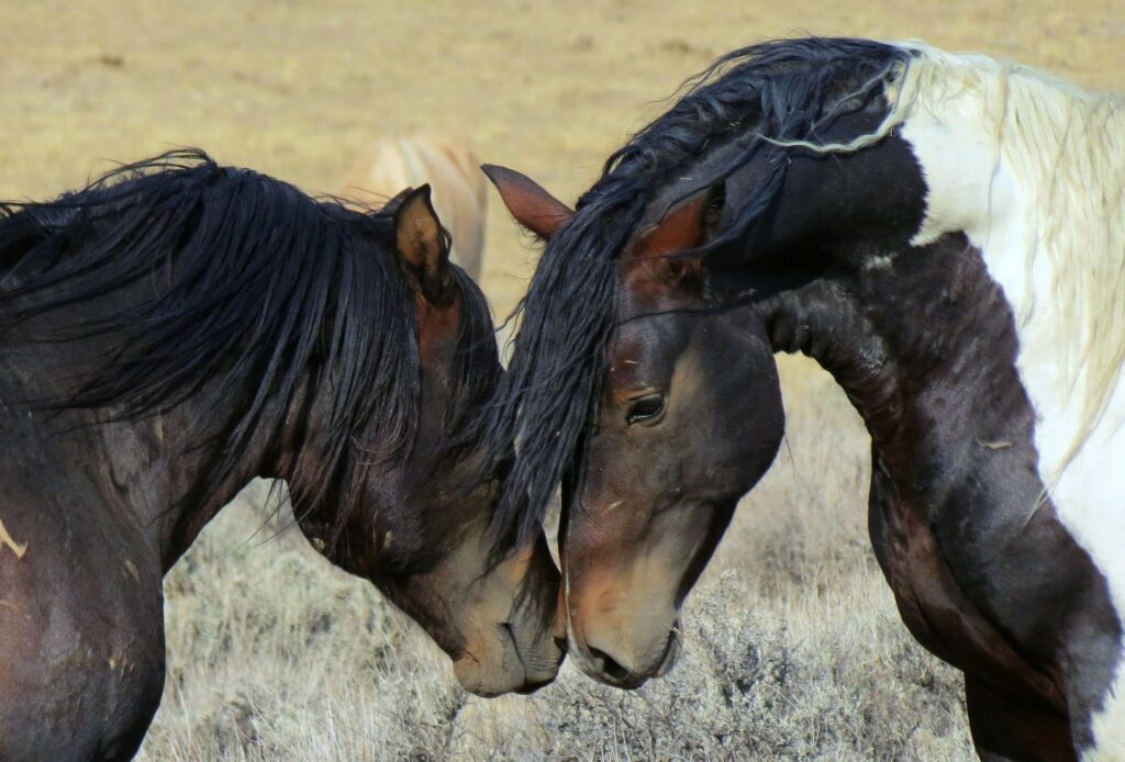 Κτηνωδία στον Έβρο: Σκότωσαν με πυροβολισμούς 5 άγρια άλογα