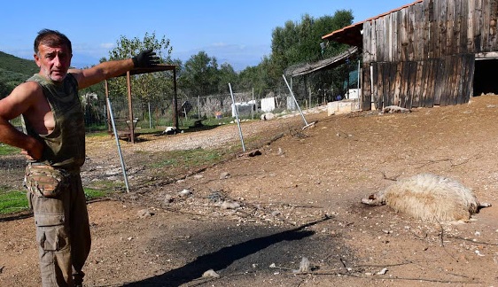 Αγέλη άγριων σκύλων κατασπάραξε ολόκληρο κοπάδι αιγοπροβάτων στην Αργολίδα (Σκληρές εικόνες)
