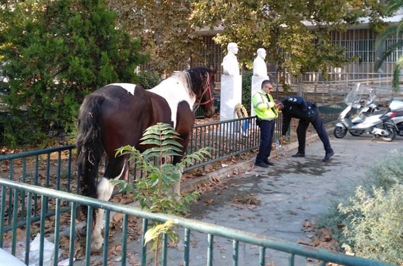 Άλογο έκανε… βόλτα στο κέντρο της Θεσσαλονίκης (Video)