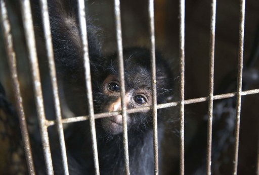 ΗΠΑ: Χιλιάδες μαϊμούδες θυσιάζονται για πειράματα – Αριθμός ρεκόρ για το 2017