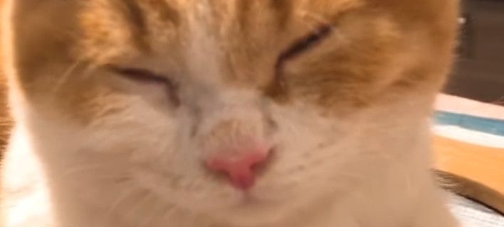 Γάτα ρίχνει κλάμα γιατί καθαρίζουν… κρεμμύδια (Video)