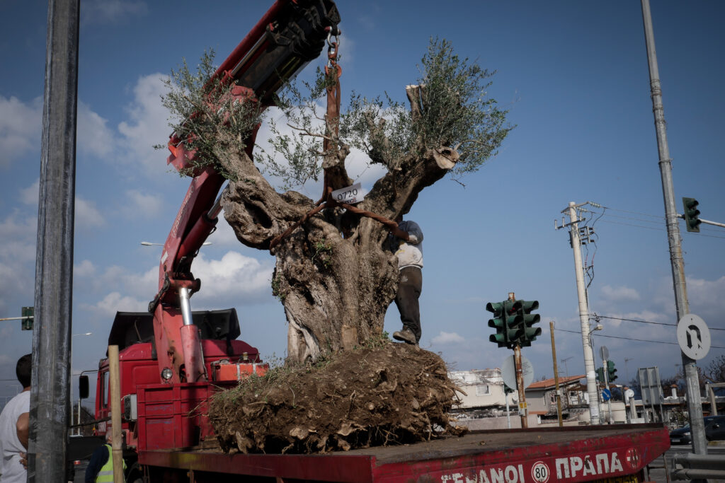 Μεγάλες ελιές μεταφυτεύουν στο Μάτι, στις πυρόπληκτες περιοχές (Photos + Video)