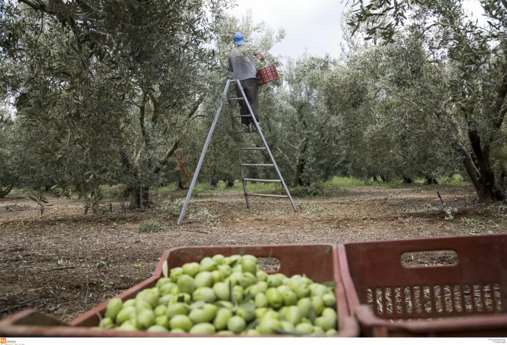 Δραματική η φετινή χρονιά για τους ελαιοπαραγωγούς – Ο δάκος ρήμαξε τις σοδειές